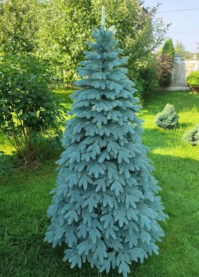 Новогодняя елка пышная 150 cм HouseWood Швейцарская литая с подставкой (голубая)